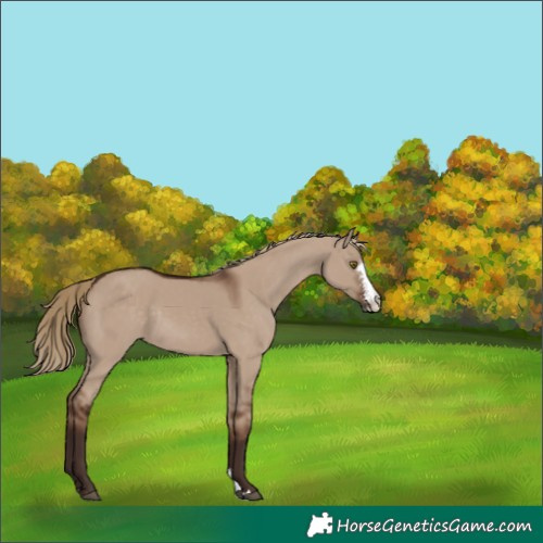 Horse Color:Liver Red Dun Sabino Rabicano