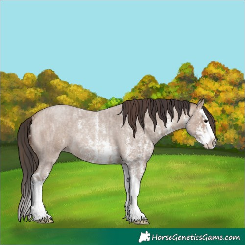 Horse Color:Classic Champagne Roan Sabino Splash and Sable Champagne Roan Sabino Splash
