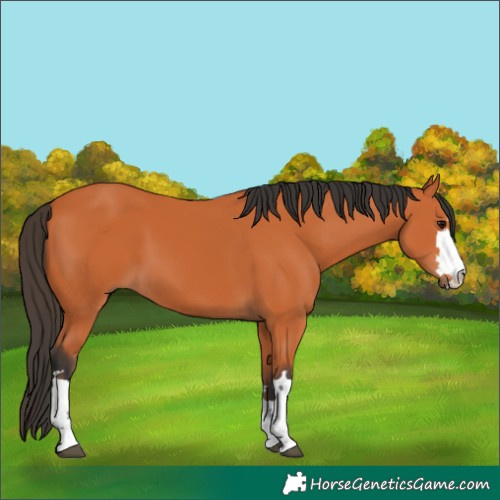 Horse Color:Bay 