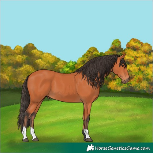Horse Color:Bay 