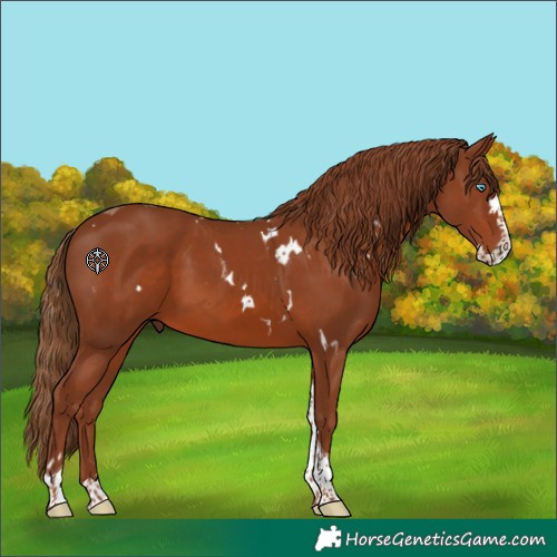 Horse Color:White Spotted Chestnut Splash Tobiano Rabicano