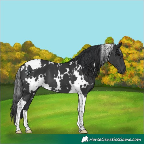 Horse Color:White Spotted Black Tobiano