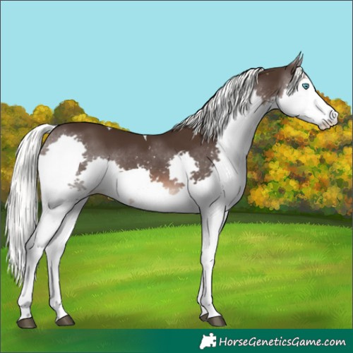 Horse Color:Liver Chestnut Mushroom Splash Tobiano 
