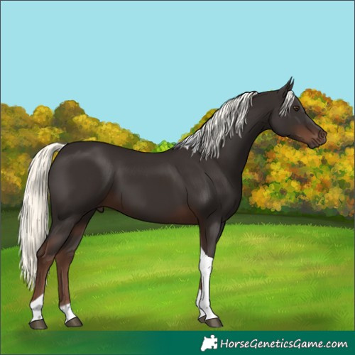 Horse Color:Liver Chestnut Mushroom Tobiano 