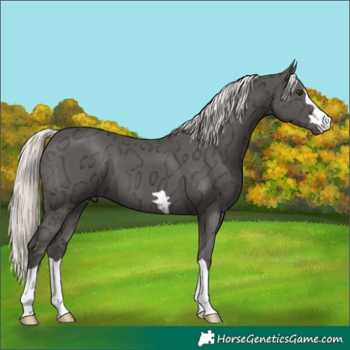 Horse Color:Liver Chestnut Ice Mushroom
