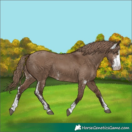 Horse Color:Liver Red Dun Sabino Rabicano 