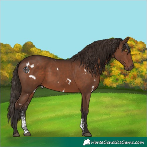 Horse Color:White Spotted Liver Chestnut Sabino Rabicano 