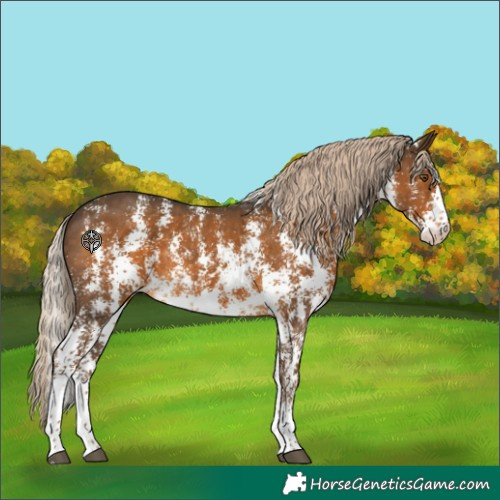 Horse Color:Chocolate Palomino Sabino Varnish Rabicano