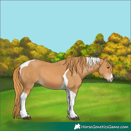 Horse Color:Chestnut Tobiano 
