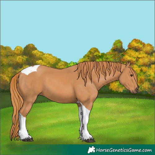 Horse Color:Chestnut Tobiano