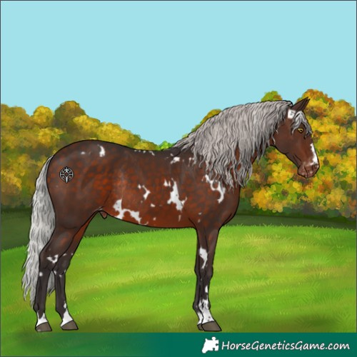 Horse Color:White Spotted Silver Brown Appaloosa Rabicano
