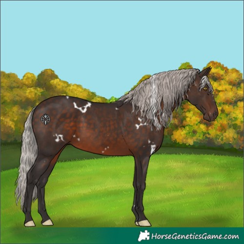 Horse Color:White Spotted Silver Brown Rabicano