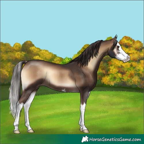 Horse Color:Liver Red Onyx Sabino Splash 