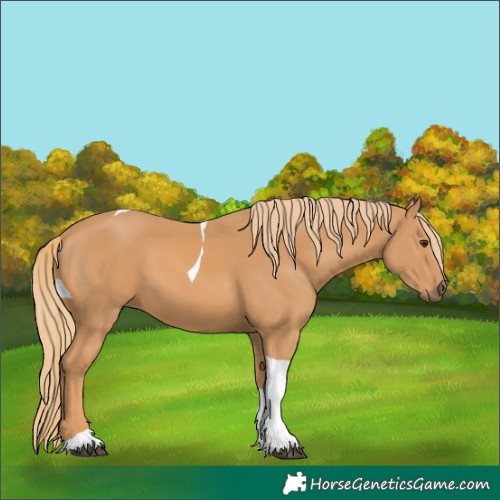 Horse Color:Chestnut Tobiano