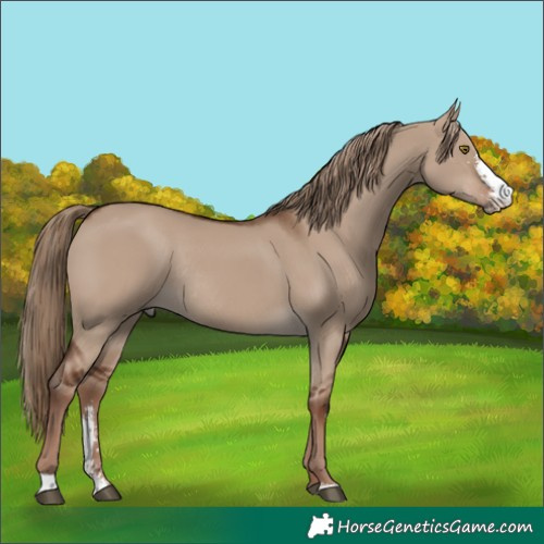 Horse Color:Liver Red Dun Sabino Rabicano 