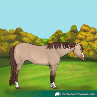 Horse Color:Chocolate Bay Dun 