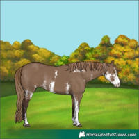 Horse Color:Liver Red Dun Sabino Rabicano 