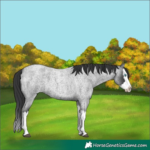 Horse Color:Blue Roan Splash