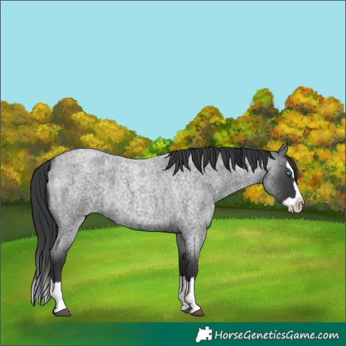 Horse Color:Blue Roan Splash 
