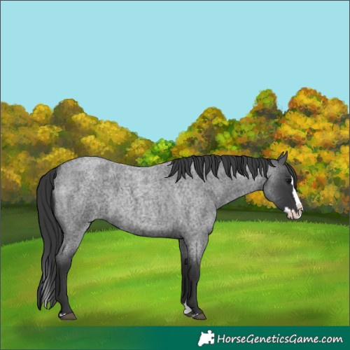 Horse Color:Blue Roan Splash
