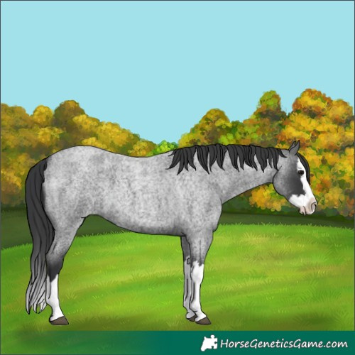 Horse Color:Blue Roan Splash