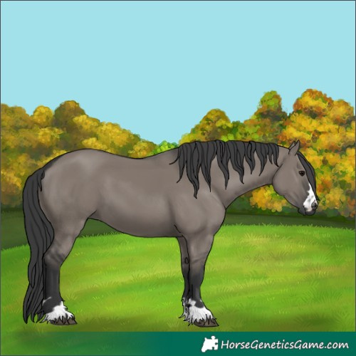 Horse Color:Grullo 