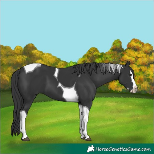 Horse Color:Black Splash Tobiano 