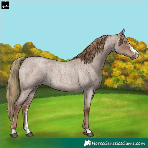 Horse Color:Liver Red Dun Roan Sabino Rabicano
