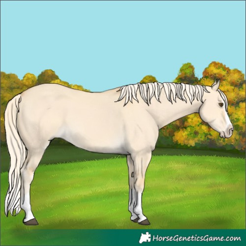 Horse Color:Palomino Dun Splash 