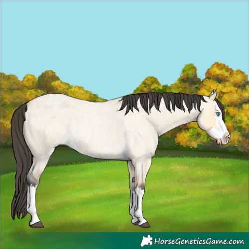 Horse Color:Buckskin Roan Dun Splash 
