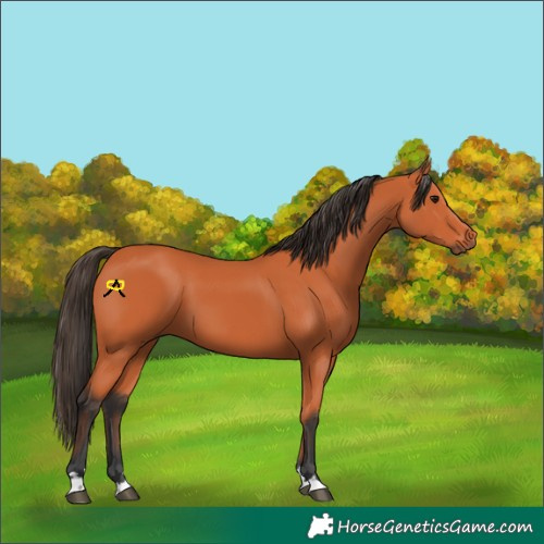Horse Color:Bay 