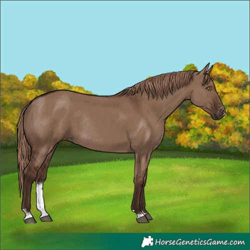 Horse Color:Liver Red Dun Sabino Rabicano