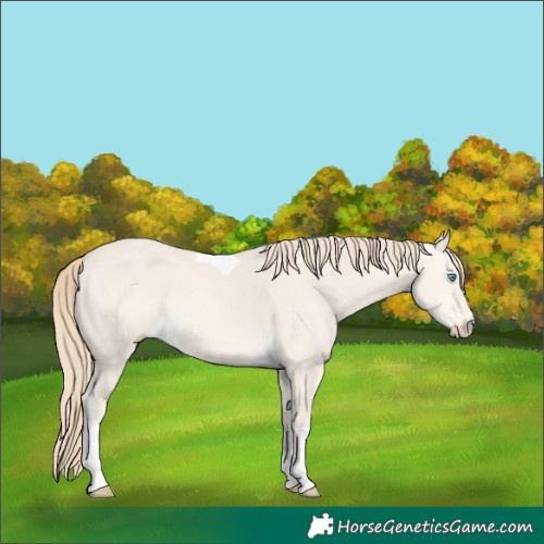 Horse Color:Perlino Dun Tobiano 
