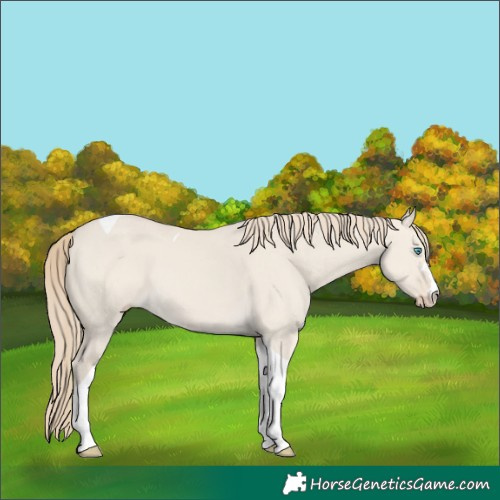 Horse Color:Smoky Creme Dun Tobiano 
