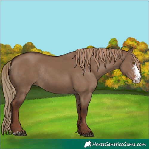 Horse Color:Liver Red Dun Sabino Rabicano