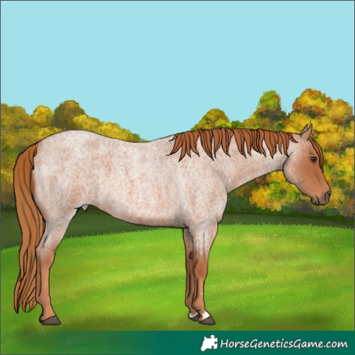 Horse Color:Red Roan