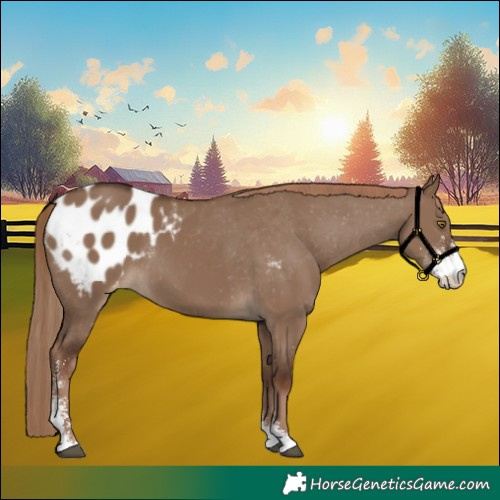 Horse Color:Liver Red Dun Sabino Blanket Rabicano 