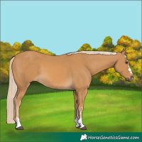 Horse Color:Palomino 