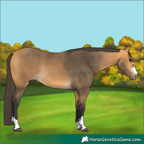 Horse Color:Buckskin Rabicano 