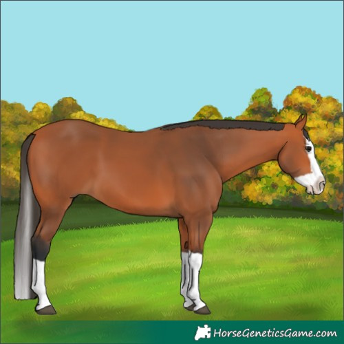 Horse Color:Bay Splash 