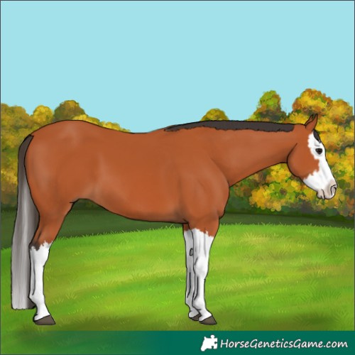 Horse Color:Bay Splash 