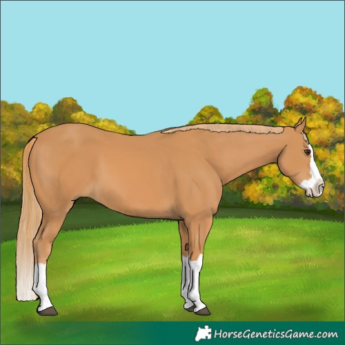Horse Color:Chestnut Splash 