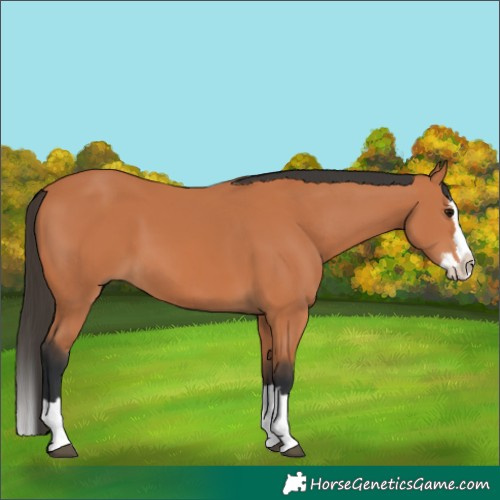 Horse Color:Bay Splash 