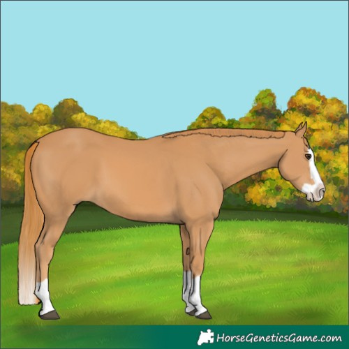 Horse Color:Chestnut Splash