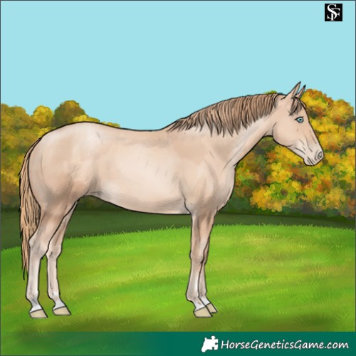 Horse Color:Gold Champagne Pearl Rabicano and Gold Champagne Pearl Rabicano