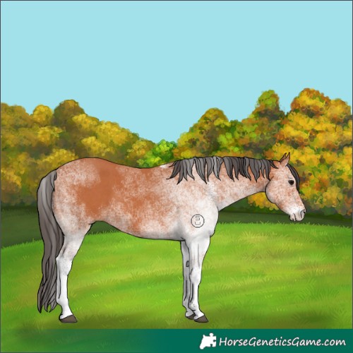 Horse Color:White Spotted Bay
