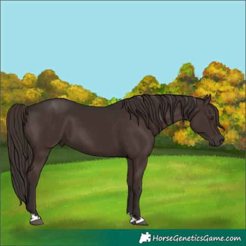Horse Color:Liver Chestnut