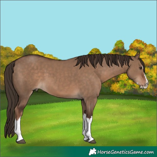 Horse Color:Liver Red Dun Splash 