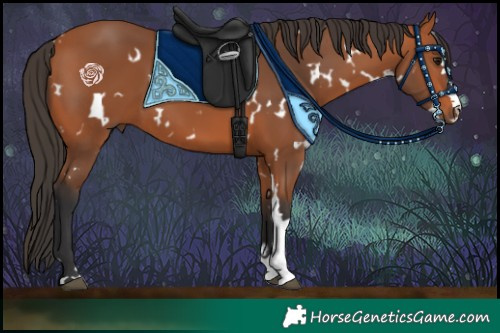 Horse Color:White Spotted Bay 