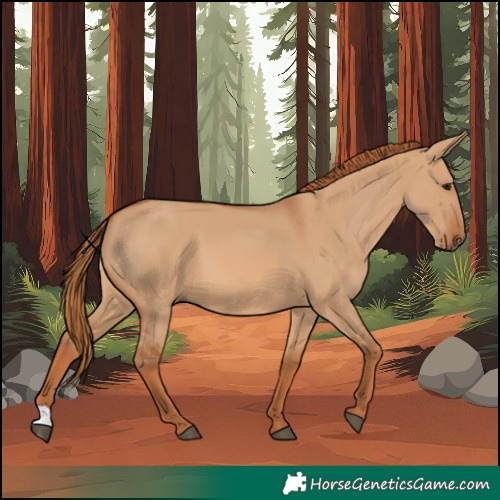 Horse Color:Red Dun